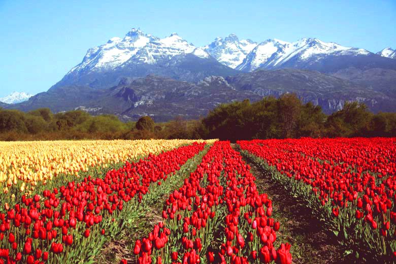Tulipanes de Trevelin
